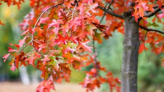 Quercus Coccinea (Scarlet Oak)