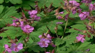 Geranium Macrorrhizum (Bigroot Geranium)