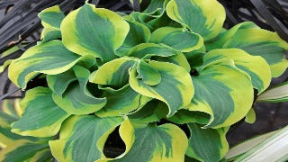 Hosta 'School Mouse' (Plantain Lily)