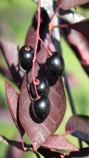 Prunus Virginiana 'Schubert' (Schubert Chokeberry)