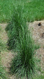 Deschampsia Cepitosa Scotland (Scottish Tufted Hair Grass)