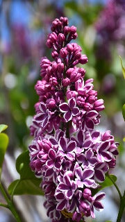 Syringa x Vulgaris 'Sensation' (French Hybrid Lilac)