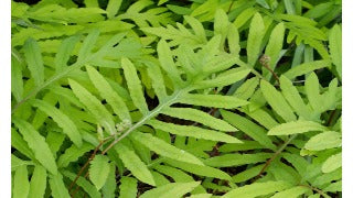 Onoclea Sensibilis (Sensitive Fern)