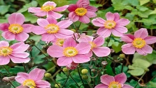 Anemone x Hybrida 'September Charm' (Windflower)