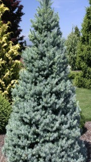 Picea Pungens 'Sester Dwarf' (Sester Dwarf Blue Spruce)