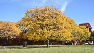 Gleditsia Triacanthos Var. Inermis 'Shademaster' (Shademaster Honeylocust)