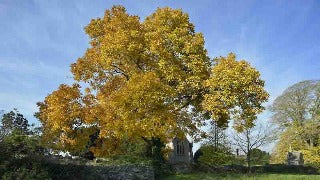 Carya Ovata (Shagbark Hickory)