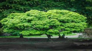 Acer palmatum 'Sharp's Pygmy'