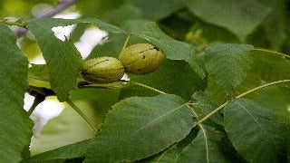 Carya Laciniosa (Shellbark Hickory)