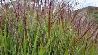 Panicum Virgatum 'Shenandoah' (Shenandoah Switch Grass)
