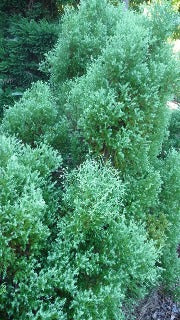 Thuja Occidentalis 'Sherwood Moss' (Sherwood Moss Cedar)
