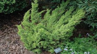 Juniperus Chinensis 'Shimpaku' (Shimpaku Juniper)