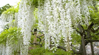 Wisteria Floribunda 'Shira-Noda' (Japanese Wisteria)