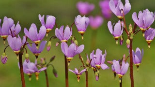 Dodecatheon Meadia (Shooting Star)