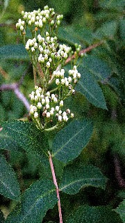 Sorbus Decora (Showy Mountainash)