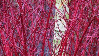 Cornus Alba 'Sibiriea' (Redbark Dogwood)