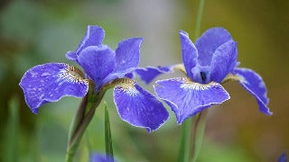 Iris Sibirica 'Silver Edge' (Siberian Iris)