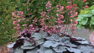 Heuchera x 'Silver Gumdrop' (Coral Bells)