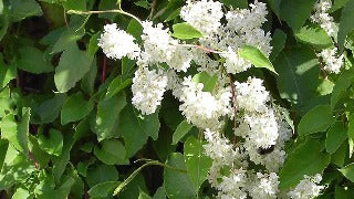 Polygonum Aubertii (Silverlace Vine)