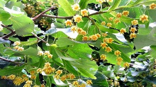 Tilia Tomentosa (Silver Linden)