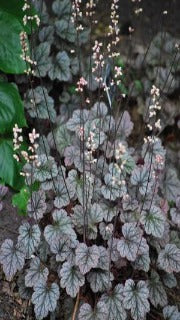 Heuchera x 'Silver Scrolls' (Coral Bells)