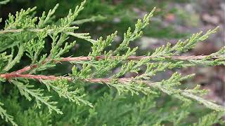 Juniperus Virginiana 'Mona ('Silver Spreader')' (Silver Spreader Juniper)