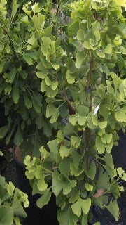 Ginkgo Biloba 'Simon' (Simon Maidenhair Tree)