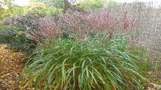 Miscanthus Sinensis 'Sirene' (Sirene Japanese Silver Grass)
