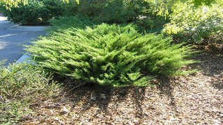 Juniperus Sabina 'Skandia' (Skandia Juniper)