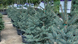 Picea Glauca Var. Densata 'Skinny Blue Genes ('Westervelt')' (Skinny B ...