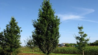 Quercus Robur x Alba Skinny Genes (Skinny Genes Oak)