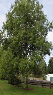 Gleditsia Triacanthos Var. Inermis Skyline 'Skycole' (Skyline Honeylocust)