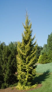 Picea Orientalis 'Skylands' (Skylands Caucasian Spruce)