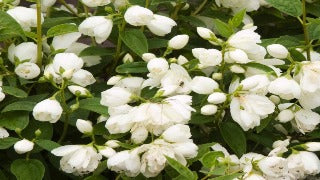 Philadelphus x 'Snowbelle' (Snowbelle Mockorange)