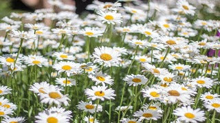 Leucanthemum x Superbum 'Snowcap' (Shasta Daisy)