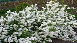 Exochorda x Snow Day Surprise 'Niagara' (Snow Day Surprise Pearlbush)