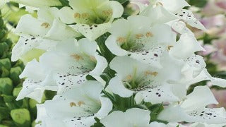 Digitalis Purpurea 'Snowy Mountain' (Foxglove)