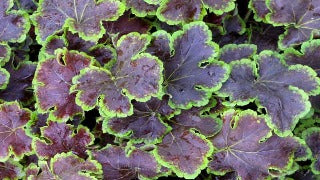 Heucherella x 'Solar Eclipse' (Foamy Bells)