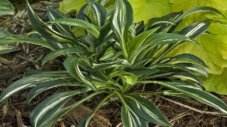 Hosta 'Sparkler' (Plantain Lily)