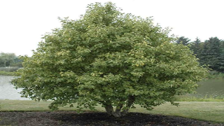 Alnus Rugosa (Speckled Alder)