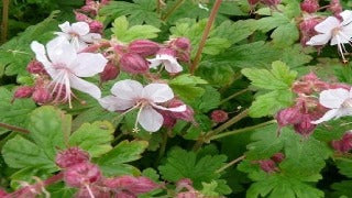 Geranium Macrorrhizum 'Spessart' (Bigroot Geranium)