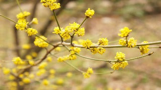 Lindera Benzoin (Spicebush)