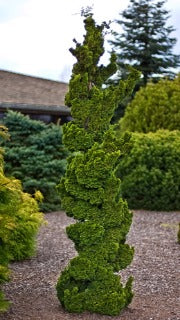 Chamaecyparis Obtusa 'Spiralis' (Hinoki Falsecypress)