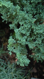 Chamaecyparis Obtusa 'Split Rock' (Hinoki Falsecypress)