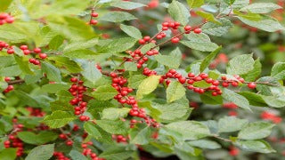 Ilex Verticillata Berry Heavy Red 'Spravy' (Berry Heavy Red Winterberry)