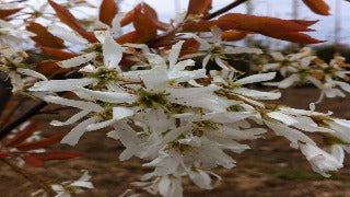 Amelanchier Laevis Spring Flurry (Spring Flurry Serviceberry) – The ...