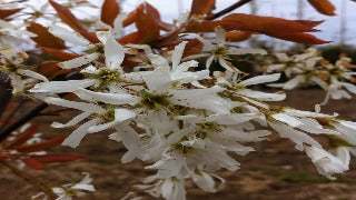 Amelanchier Laevis Spring Flurry (Spring Flurry Serviceberry)
