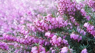 Erica Carnea 'Springwood Pink' (Springwood Pink Heath)