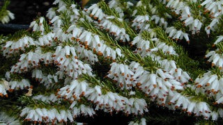 Erica Carnea 'Springwood White' (Springwood White Heath)