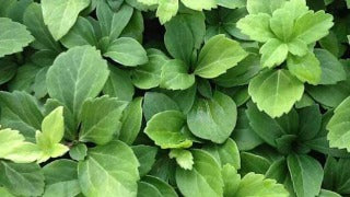Pachysandra Terminalis (Japanese Spurge)